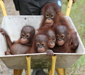 Orangutans - Rescued baby orangutans are wheeled to the forest each day - IMAGE CREDIT Internation Animal Rescue